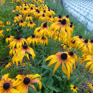 못내뜰애농원님의 자유주제 · 자유게시판 작성글 사진