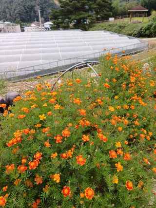 못내뜰애농원님의 자유주제 · 자유게시판 작성글 사진