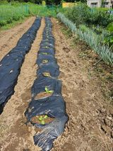 팜모닝 배추·영농일지 게시글 이미지