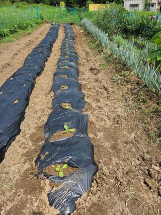 이원복님의 배추 · 영농일지 작성글 사진