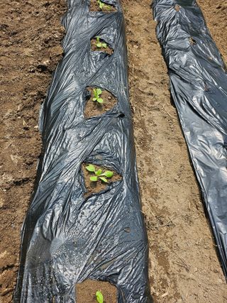 이원복님의 배추 · 영농일지 작성글 사진