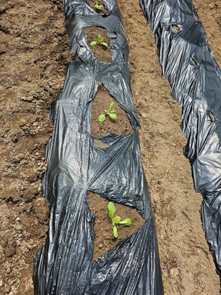 이원복님의 배추 · 영농일지 작성글 사진