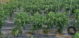 자유인1님의 고추 · 영농일지 작성글 사진