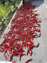 팜모닝 고추·영농일지 게시글 이미지