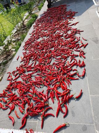 강리~~♡님의 고추 · 영농일지 작성글 사진