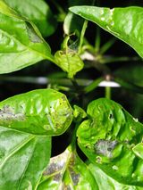 팜모닝 고추·병해충상담 게시글 이미지