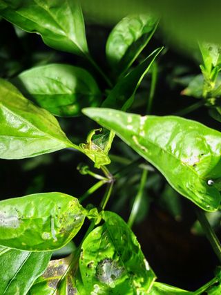 서상규님의 고추 · 병해충상담 작성글 사진