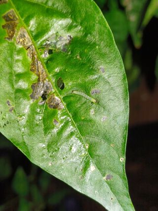 서상규님의 고추 · 병해충상담 작성글 사진