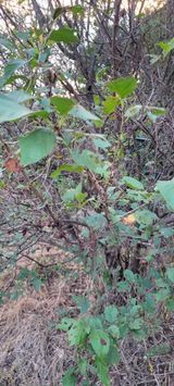 팜모닝 기타작물·병해충상담 게시글 이미지