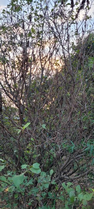 김민환님의 기타작물 · 병해충상담 작성글 사진