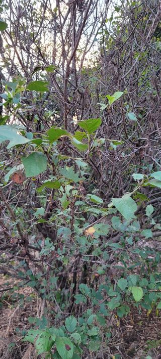 김민환님의 기타작물 · 병해충상담 작성글 사진