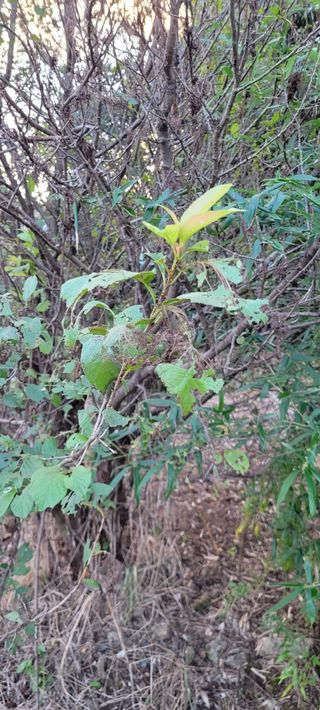 김민환님의 기타작물 · 병해충상담 작성글 사진