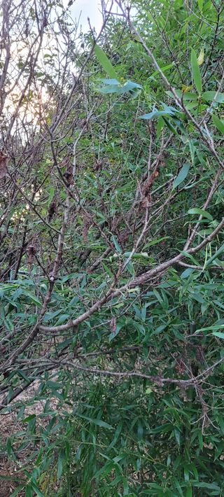 김민환님의 기타작물 · 병해충상담 작성글 사진