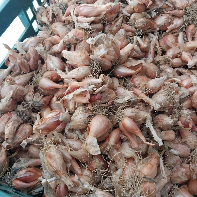 장터 상품 [(판매완료)쪽파 씨앗판매합니다] 썸네일