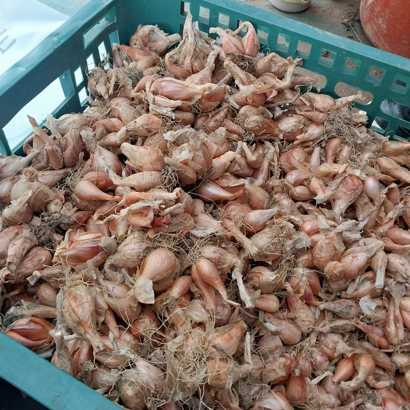 아로대추님의 장터 판매 상품 [(판매완료)쪽파 씨앗판매합니다] 첨부 사진