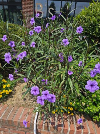 정정애님의 자유주제 · 자유게시판 작성글 사진