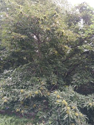 골탄님의 기타작물 · 영농일지 작성글 사진