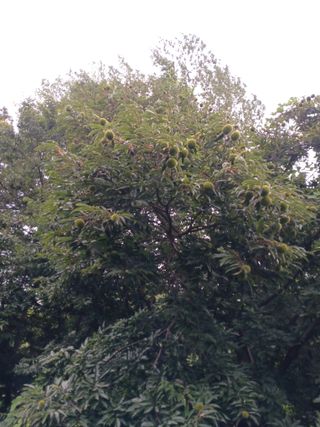 골탄님의 기타작물 · 영농일지 작성글 사진