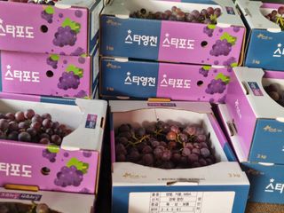 노강님의 포도 · 영농일지 작성글 사진