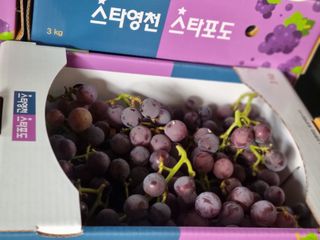 노강님의 포도 · 영농일지 작성글 사진