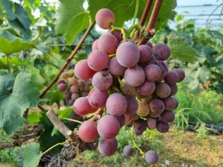 노강님의 포도 · 영농일지 작성글 사진