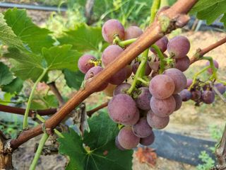 노강님의 포도 · 영농일지 작성글 사진