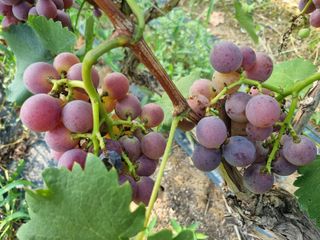 노강님의 포도 · 영농일지 작성글 사진