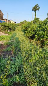 팜모닝 자유주제·자유게시판 게시글 이미지