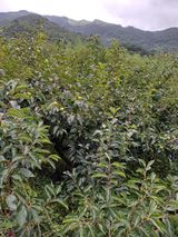 팜모닝 감·영농일지 게시글 이미지