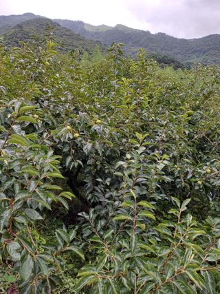 강뢰성님의 감 · 영농일지 작성글 사진