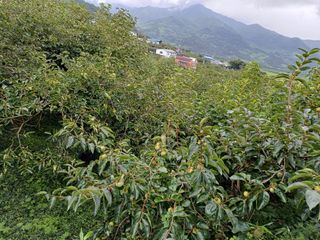 강뢰성님의 감 · 영농일지 작성글 사진