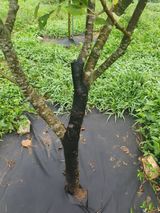 팜모닝 사과·병해충상담 게시글 이미지