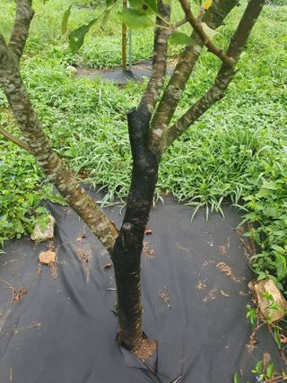 곰배령에 살자님의 사과 · 병해충상담 작성글 사진