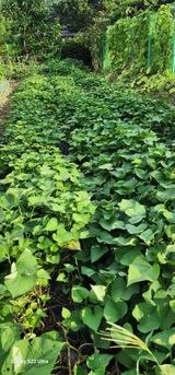 팜모닝 고구마·영농일지 게시글 이미지