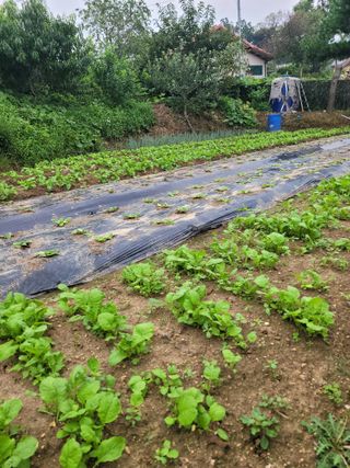 최유진님의 배추 · 병해충상담 작성글 사진