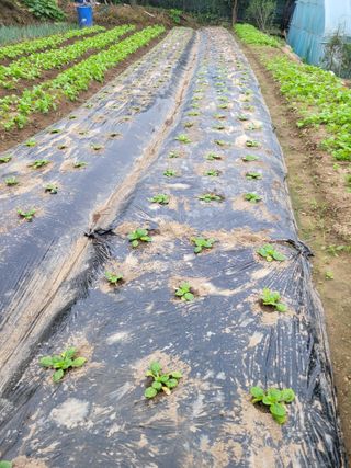 최유진님의 배추 · 병해충상담 작성글 사진
