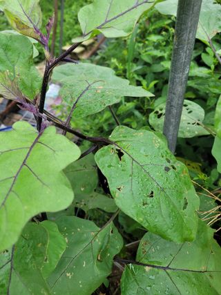 최유진님의 배추 · 병해충상담 작성글 사진
