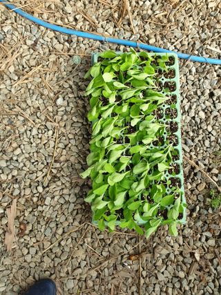 샤이니바다님의 배추 · 영농일지 작성글 사진