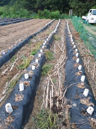 샤이니바다님의 배추 · 영농일지 작성글 사진