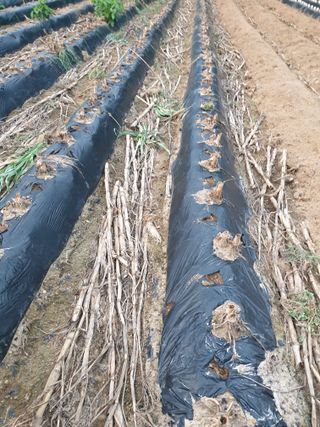 샤이니바다님의 배추 · 영농일지 작성글 사진