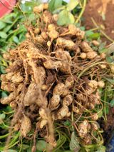 팜모닝 기타작물·영농일지 게시글 이미지