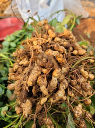 성훈경님의 기타작물 · 영농일지 작성글 사진