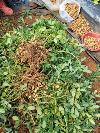 성훈경님의 기타작물 · 영농일지 작성글 사진