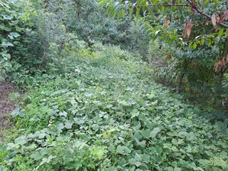 (힐링따오기쉼터)님의 복숭아 · 영농일지 작성글 사진
