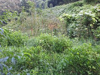 (힐링따오기쉼터)님의 복숭아 · 영농일지 작성글 사진