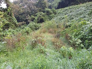 (힐링따오기쉼터)님의 복숭아 · 영농일지 작성글 사진