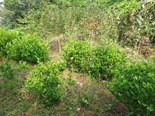 (힐링따오기쉼터)님의 복숭아 · 영농일지 작성글 사진