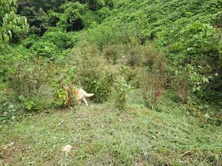 (힐링따오기쉼터)님의 복숭아 · 영농일지 작성글 사진