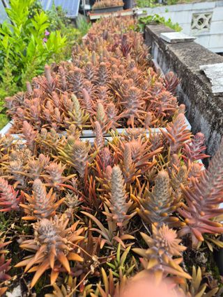 왕대추님의 기타작물 · 영농일지 작성글 사진