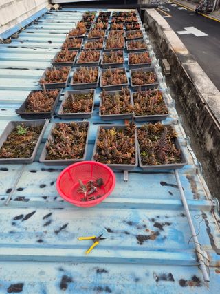 왕대추님의 기타작물 · 영농일지 작성글 사진